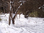 峨眉山雪景