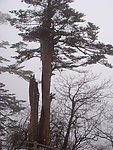 雪松