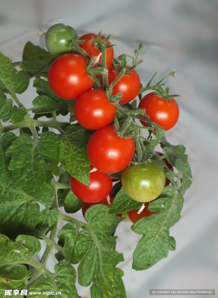 家里栽种的西红柿