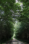 林荫大道