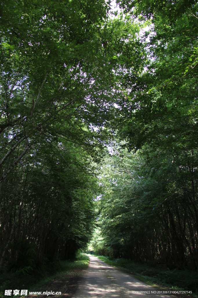 林荫大道