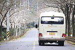 樱花大道