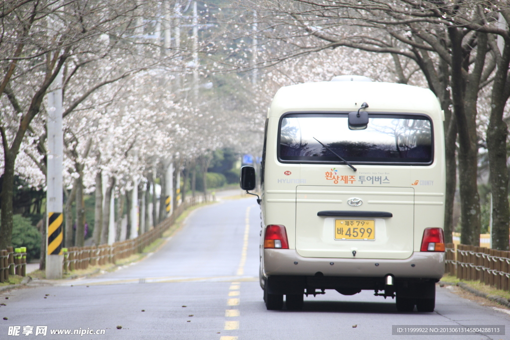 樱花大道