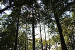 日光森林