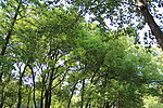 绿树成荫