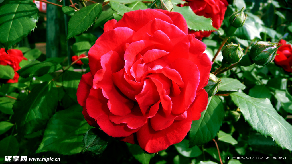 红色蔷薇花
