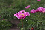 芍药花