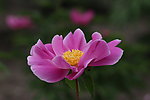 芍药花