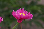 芍药花