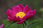 芍药花