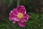 芍药花