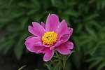 芍药花
