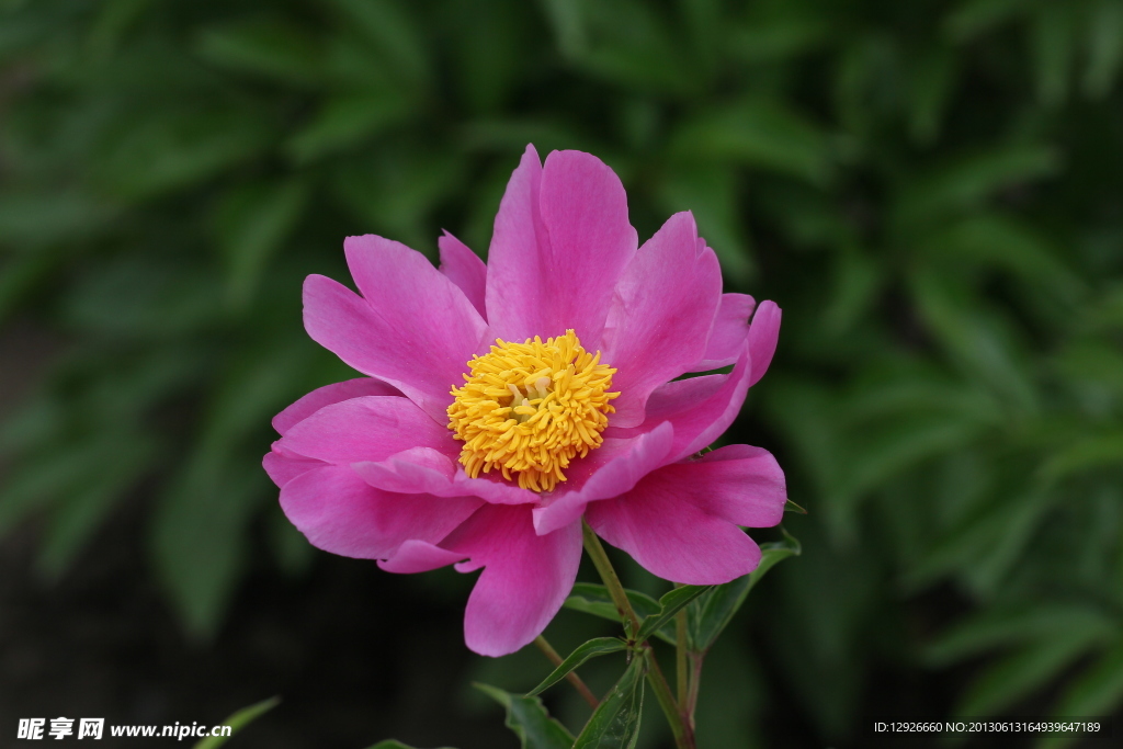 芍药花