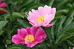 芍药花