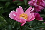 芍药