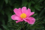 芍药花