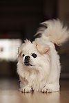 宠物狗