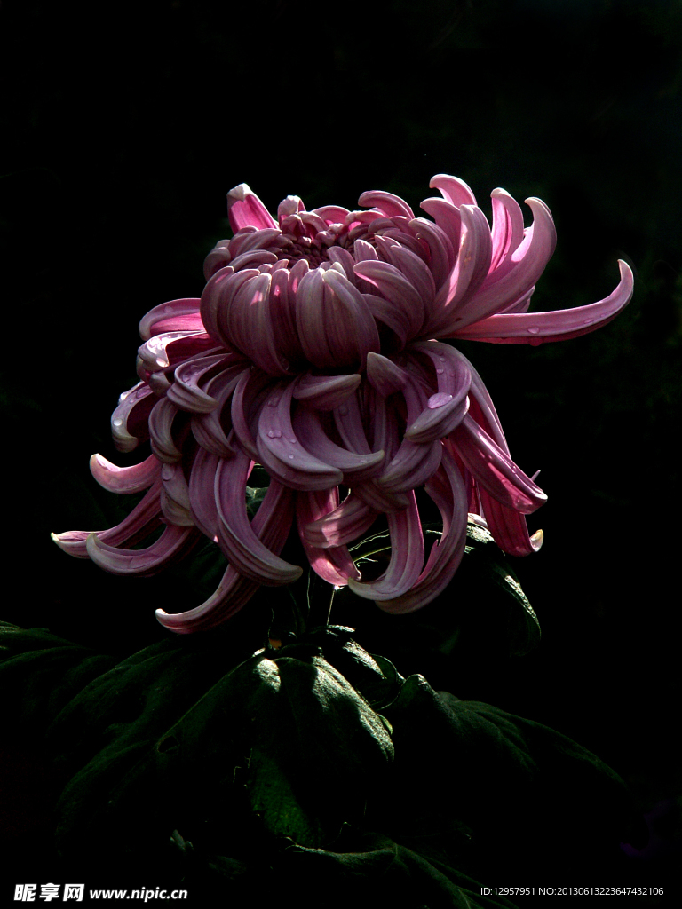 菊花