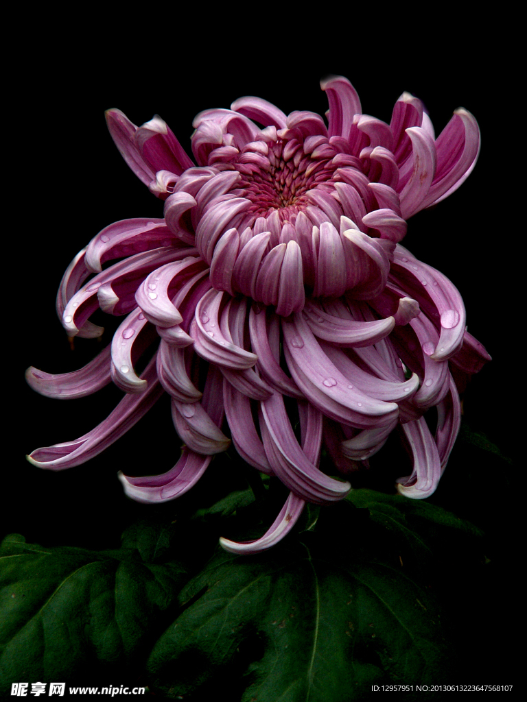 菊花