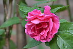 月季花