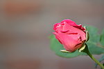 月季花