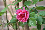 月季花