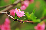 盛开桃花 桃花