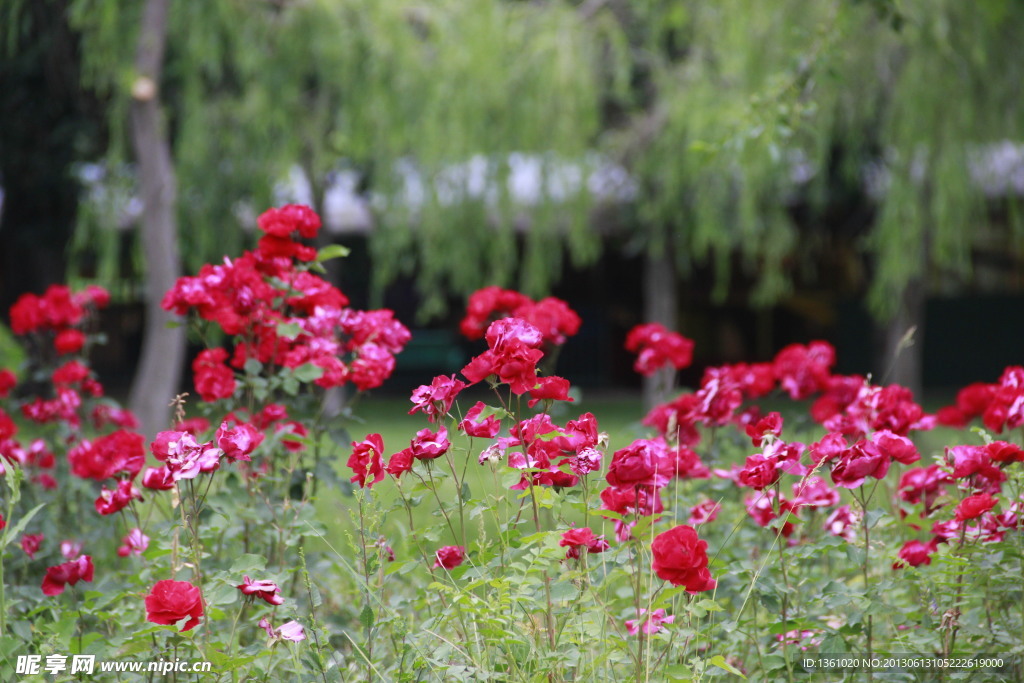 玫瑰花丛
