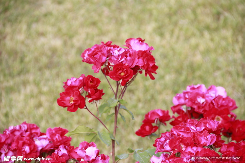 玫瑰花