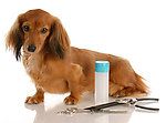 布朗犬