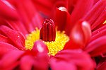 小菊花