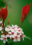 野花 花束