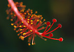 花蕊