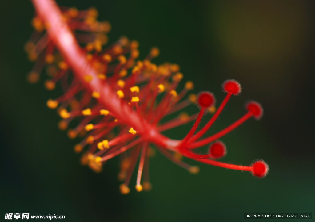 花蕊