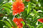 石榴花