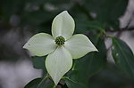 四照花