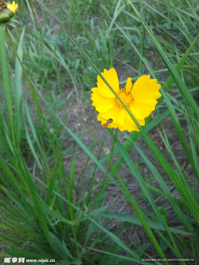 小黄花