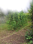 田园风光