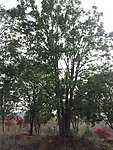 桂花树