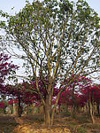 桂花树