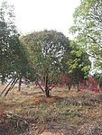 桂花树