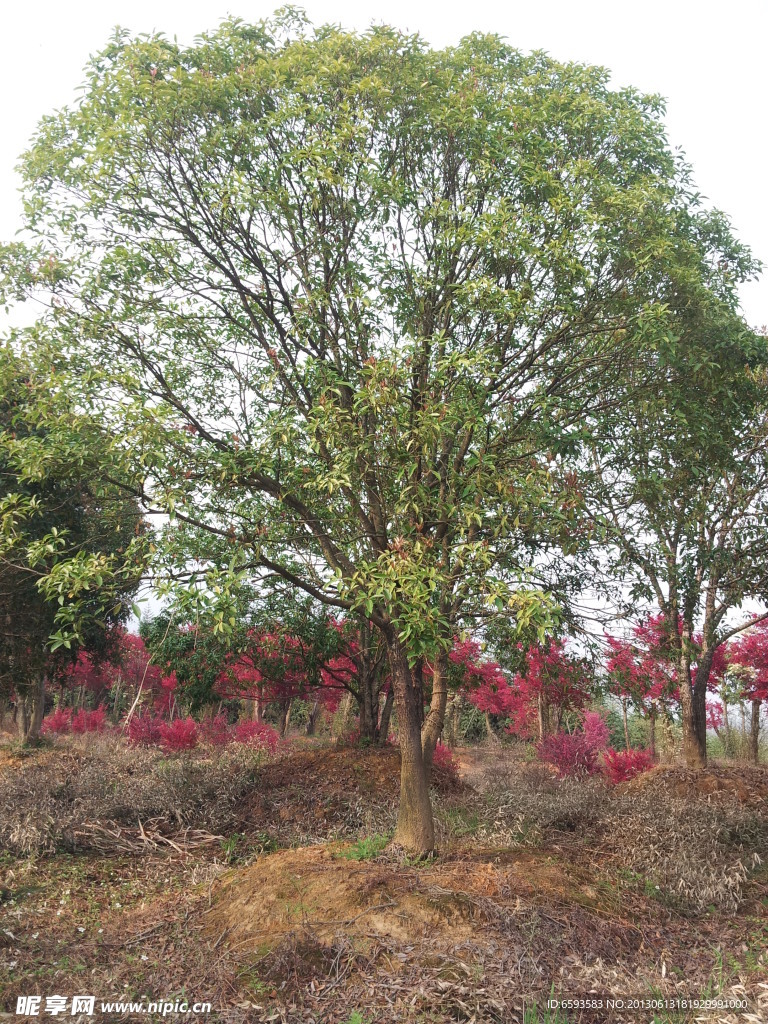 桂花树