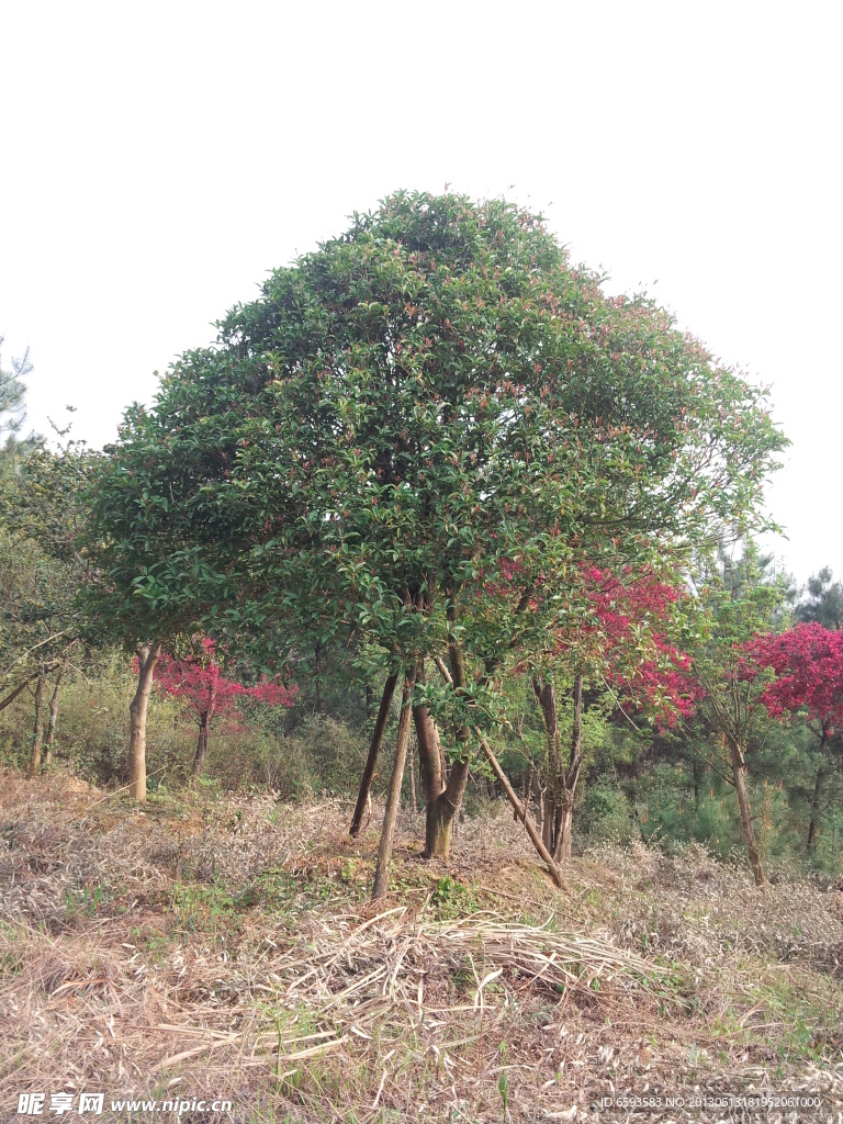 桂花树