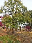 桂花树