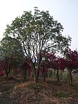 桂花树