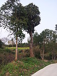 桂花树