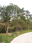 桂花树