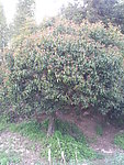 桂花树