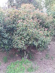 桂花树