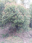 桂花树